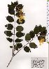  (Lonicera affinis - TW025557)  @11 [ ] Copyright (2021) Unspecified Forestry and Forest Products Research Institute