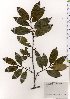  ( - TW025563)  @11 [ ] Copyright (2021) Unspecified Forestry and Forest Products Research Institute