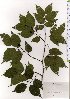  ( - TW025566)  @11 [ ] Copyright (2021) Unspecified Forestry and Forest Products Research Institute