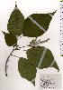  ( - TW025582)  @11 [ ] Copyright (2021) Unspecified Forestry and Forest Products Research Institute