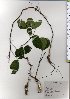  ( - TW025583)  @11 [ ] Copyright (2021) Unspecified Forestry and Forest Products Research Institute