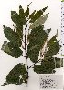  ( - TW025586)  @11 [ ] Copyright (2021) Unspecified Forestry and Forest Products Research Institute