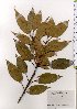  ( - TW025590)  @11 [ ] Copyright (2021) Unspecified Forestry and Forest Products Research Institute