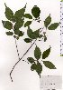  ( - TW025597)  @11 [ ] Copyright (2021) Unspecified Forestry and Forest Products Research Institute