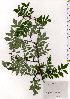  ( - TW025598)  @11 [ ] Copyright (2021) Unspecified Forestry and Forest Products Research Institute