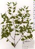  ( - TW025599)  @11 [ ] Copyright (2021) Unspecified Forestry and Forest Products Research Institute
