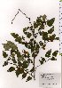  ( - TW025601)  @11 [ ] Copyright (2021) Unspecified Forestry and Forest Products Research Institute