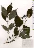  ( - TW025609)  @11 [ ] Copyright (2021) Unspecified Forestry and Forest Products Research Institute