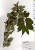  ( - TW025613)  @11 [ ] Copyright (2021) Unspecified Forestry and Forest Products Research Institute