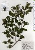  ( - TW025622)  @11 [ ] Copyright (2021) Unspecified Forestry and Forest Products Research Institute