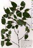  ( - TW025623)  @11 [ ] Copyright (2021) Unspecified Forestry and Forest Products Research Institute