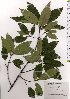  ( - TW025625)  @11 [ ] Copyright (2021) Unspecified Forestry and Forest Products Research Institute
