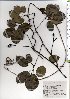  ( - TW025627)  @11 [ ] Copyright (2021) Unspecified Forestry and Forest Products Research Institute
