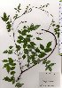  ( - TW025633)  @11 [ ] Copyright (2021) Unspecified Forestry and Forest Products Research Institute