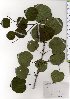  ( - TW025664)  @11 [ ] Copyright (2021) Unspecified Forestry and Forest Products Research Institute