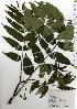  (Zanthoxylum ailanthoides var. ailanthoides - TW025665)  @11 [ ] Copyright (2021) Unspecified Forestry and Forest Products Research Institute