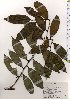  ( - TW025666)  @11 [ ] Copyright (2021) Unspecified Forestry and Forest Products Research Institute