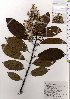  (Ehretia acuminata var. obovata - TW025675)  @11 [ ] Copyright (2021) Unspecified Forestry and Forest Products Research Institute