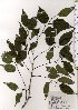  ( - TW025684)  @11 [ ] Copyright (2021) Unspecified Forestry and Forest Products Research Institute