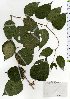 ( - TW025685)  @11 [ ] Copyright (2021) Unspecified Forestry and Forest Products Research Institute