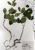 ( - TW025687)  @11 [ ] Copyright (2021) Unspecified Forestry and Forest Products Research Institute