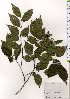  ( - TW025690)  @11 [ ] Copyright (2021) Unspecified Forestry and Forest Products Research Institute