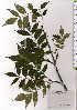  ( - TW025692)  @11 [ ] Copyright (2021) Unspecified Forestry and Forest Products Research Institute