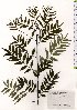  (Zanthoxylum schinifolium var. schinifolium - TW025694)  @11 [ ] Copyright (2021) Unspecified Forestry and Forest Products Research Institute