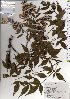  ( - TW025708)  @11 [ ] Copyright (2021) Unspecified Forestry and Forest Products Research Institute