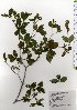  ( - TW025726)  @11 [ ] Copyright (2021) Unspecified Forestry and Forest Products Research Institute