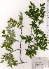  ( - TW025730)  @11 [ ] Copyright (2021) Unspecified Forestry and Forest Products Research Institute