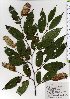  ( - TW025738)  @11 [ ] Copyright (2021) Unspecified Forestry and Forest Products Research Institute