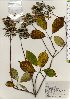  ( - TW025742)  @11 [ ] Copyright (2021) Unspecified Forestry and Forest Products Research Institute