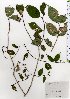  (Philadelphus satsumi var. satsumi - TW025746)  @11 [ ] Copyright (2021) Unspecified Forestry and Forest Products Research Institute