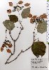  (Schizophragma - TW025751)  @11 [ ] Copyright (2021) Unspecified Forestry and Forest Products Research Institute