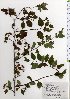  (Spiraea chamaedryfolia var. pilosa - TW025757)  @11 [ ] Copyright (2021) Unspecified Forestry and Forest Products Research Institute