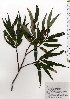  (Salix udensis - TW025762)  @11 [ ] Copyright (2021) Unspecified Forestry and Forest Products Research Institute