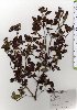  ( - TW025764)  @11 [ ] Copyright (2021) Unspecified Forestry and Forest Products Research Institute