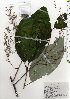 ( - TW025775)  @11 [ ] Copyright (2021) Unspecified Forestry and Forest Products Research Institute