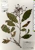  ( - TW025786)  @11 [ ] Copyright (2021) Unspecified Forestry and Forest Products Research Institute