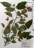  ( - TW025787)  @11 [ ] Copyright (2021) Unspecified Forestry and Forest Products Research Institute