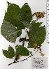  ( - TW025788)  @11 [ ] Copyright (2021) Unspecified Forestry and Forest Products Research Institute