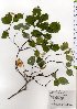  ( - TW025793)  @11 [ ] Copyright (2021) Unspecified Forestry and Forest Products Research Institute
