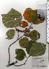 (Hamamelis japonica var. japonica - TW025802)  @11 [ ] Copyright (2021) Unspecified Forestry and Forest Products Research Institute