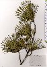  (Pinus parviflora var. parviflora - TW025807)  @11 [ ] Copyright (2021) Unspecified Forestry and Forest Products Research Institute