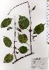  ( - TW025818)  @11 [ ] Copyright (2021) Unspecified Forestry and Forest Products Research Institute