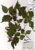  ( - TW025824)  @11 [ ] Copyright (2021) Unspecified Forestry and Forest Products Research Institute