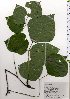  ( - TW025825)  @11 [ ] Copyright (2021) Unspecified Forestry and Forest Products Research Institute
