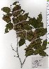  ( - TW025828)  @11 [ ] Copyright (2021) Unspecified Forestry and Forest Products Research Institute