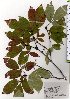  ( - TW025830)  @11 [ ] Copyright (2021) Unspecified Forestry and Forest Products Research Institute